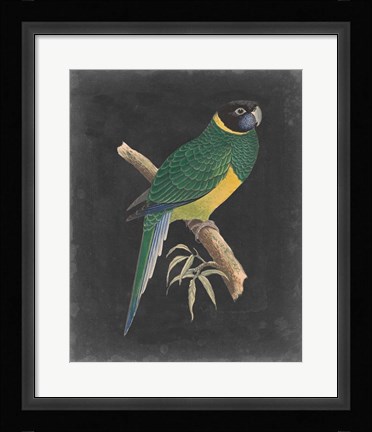Framed Dramatic Parrots I Print