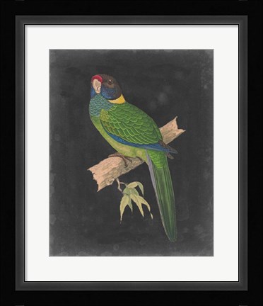 Framed Dramatic Parrots II Print