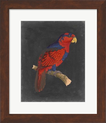 Framed Dramatic Parrots III Print