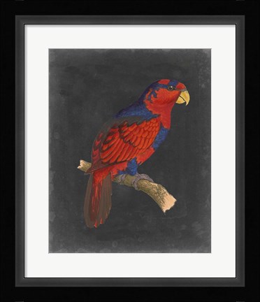 Framed Dramatic Parrots III Print
