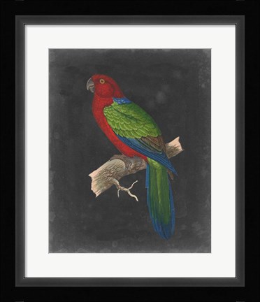 Framed Dramatic Parrots IV Print