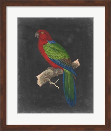 Framed Dramatic Parrots IV Print