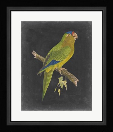 Framed Dramatic Parrots V Print