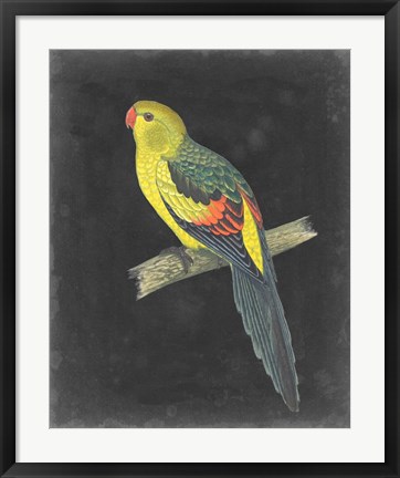 Framed Dramatic Parrots VI Print
