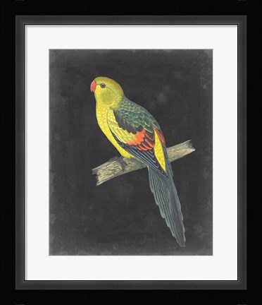 Framed Dramatic Parrots VI Print