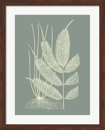 Framed Ferns on Sage II Print