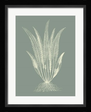 Framed Ferns on Sage IV Print