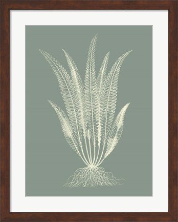 Framed Ferns on Sage IV Print