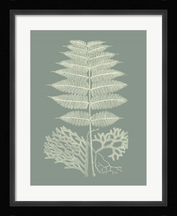 Framed Ferns on Sage V Print