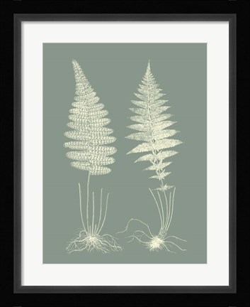 Framed Ferns on Sage VI Print