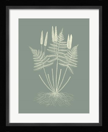 Framed Ferns on Sage VII Print