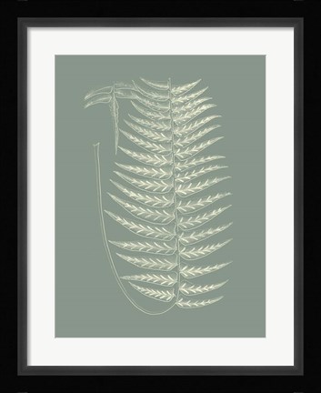 Framed Ferns on Sage VIII Print
