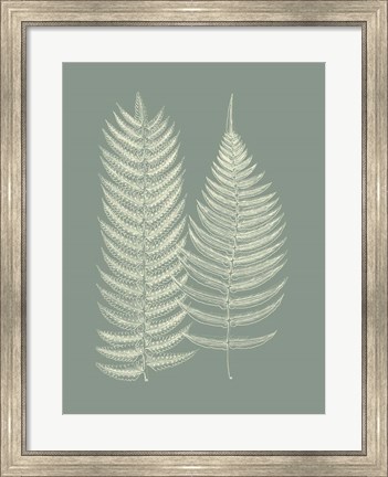 Framed Ferns on Sage IX Print
