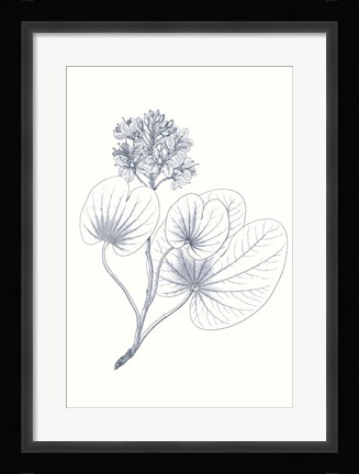Framed Indigo Botany Study IV Print