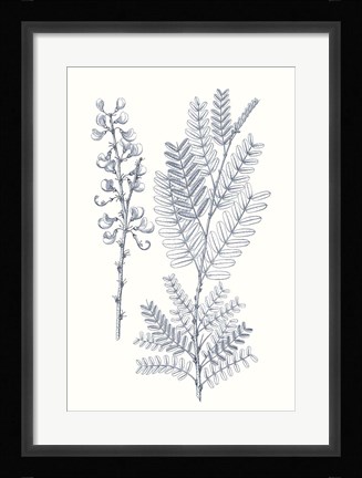 Framed Indigo Botany Study VII Print