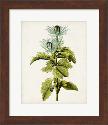 Framed Antique Botanical Study III Print