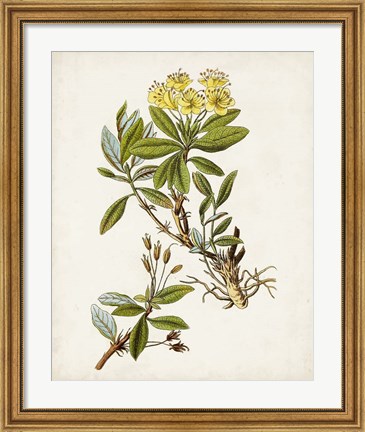 Framed Antique Botanical Study IV Print