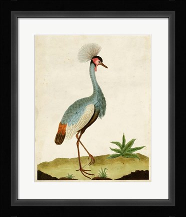 Framed Heron Portrait I Print
