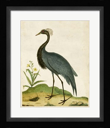 Framed Heron Portrait II Print