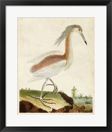 Framed Heron Portrait III Print