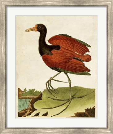 Framed Heron Portrait IV Print