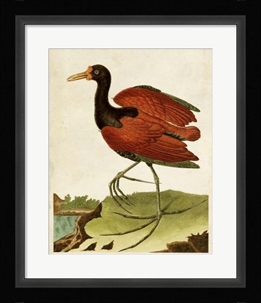 Framed Heron Portrait IV Print