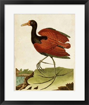 Framed Heron Portrait IV Print