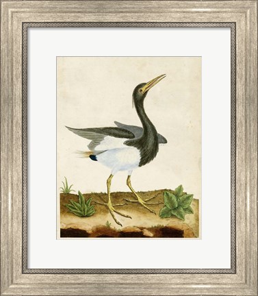 Framed Heron Portrait V Print
