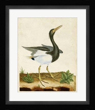 Framed Heron Portrait V Print