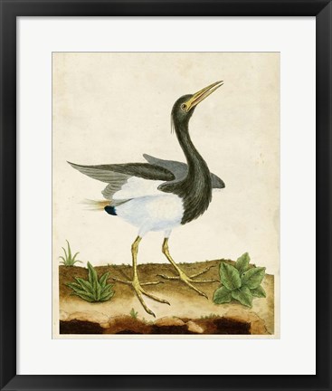 Framed Heron Portrait V Print