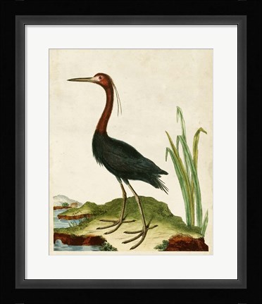 Framed Heron Portrait VI Print