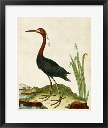 Framed Heron Portrait VI Print