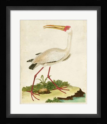 Framed Heron Portrait VII Print