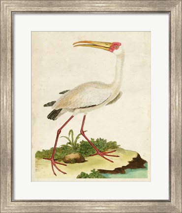 Framed Heron Portrait VII Print