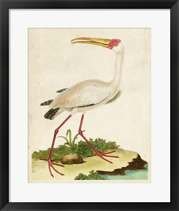 Framed Heron Portrait VII Print
