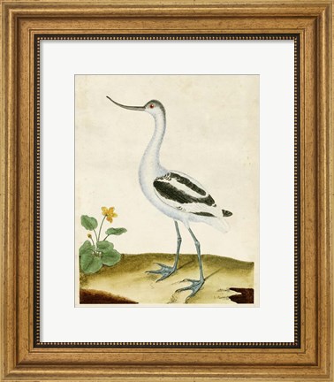 Framed Heron Portrait VIII Print