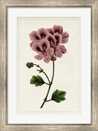 Framed Mauve Botanicals III Print