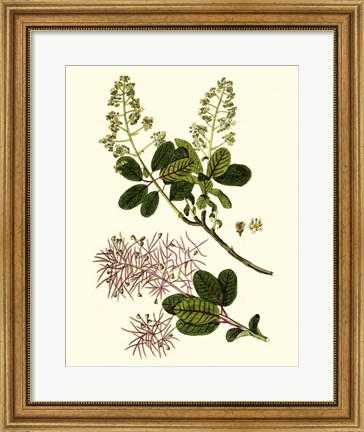 Framed Olive Greenery I Print