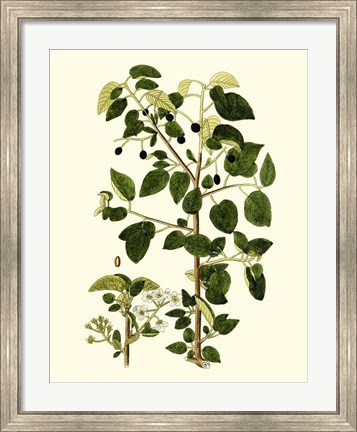 Framed Olive Greenery V Print