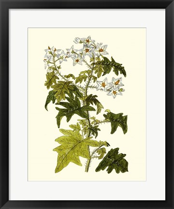 Framed Olive Greenery VI Print