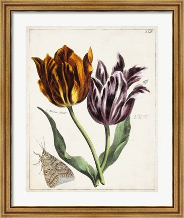 Framed Tulip Classics I Print