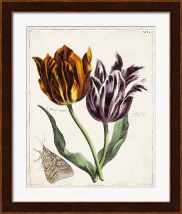 Framed Tulip Classics I Print