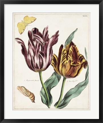 Framed Tulip Classics II Print