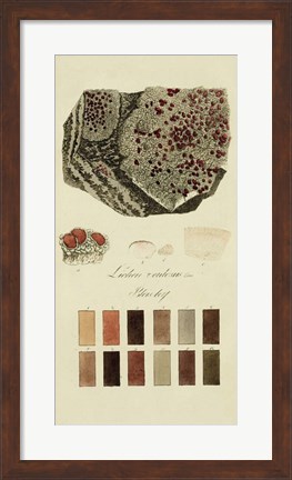 Framed Species of Lichen I Print