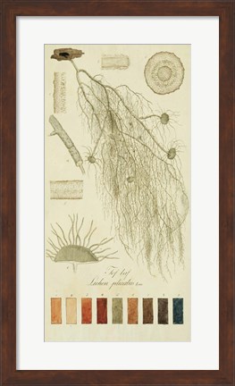 Framed Species of Lichen II Print