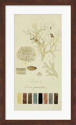 Framed Species of Lichen IV Print