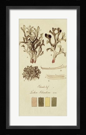 Framed Species of Lichen V Print