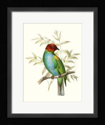 Framed On Perch IV Print
