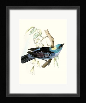 Framed On Perch VII Print