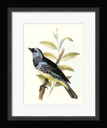 Framed On Perch VIII Print